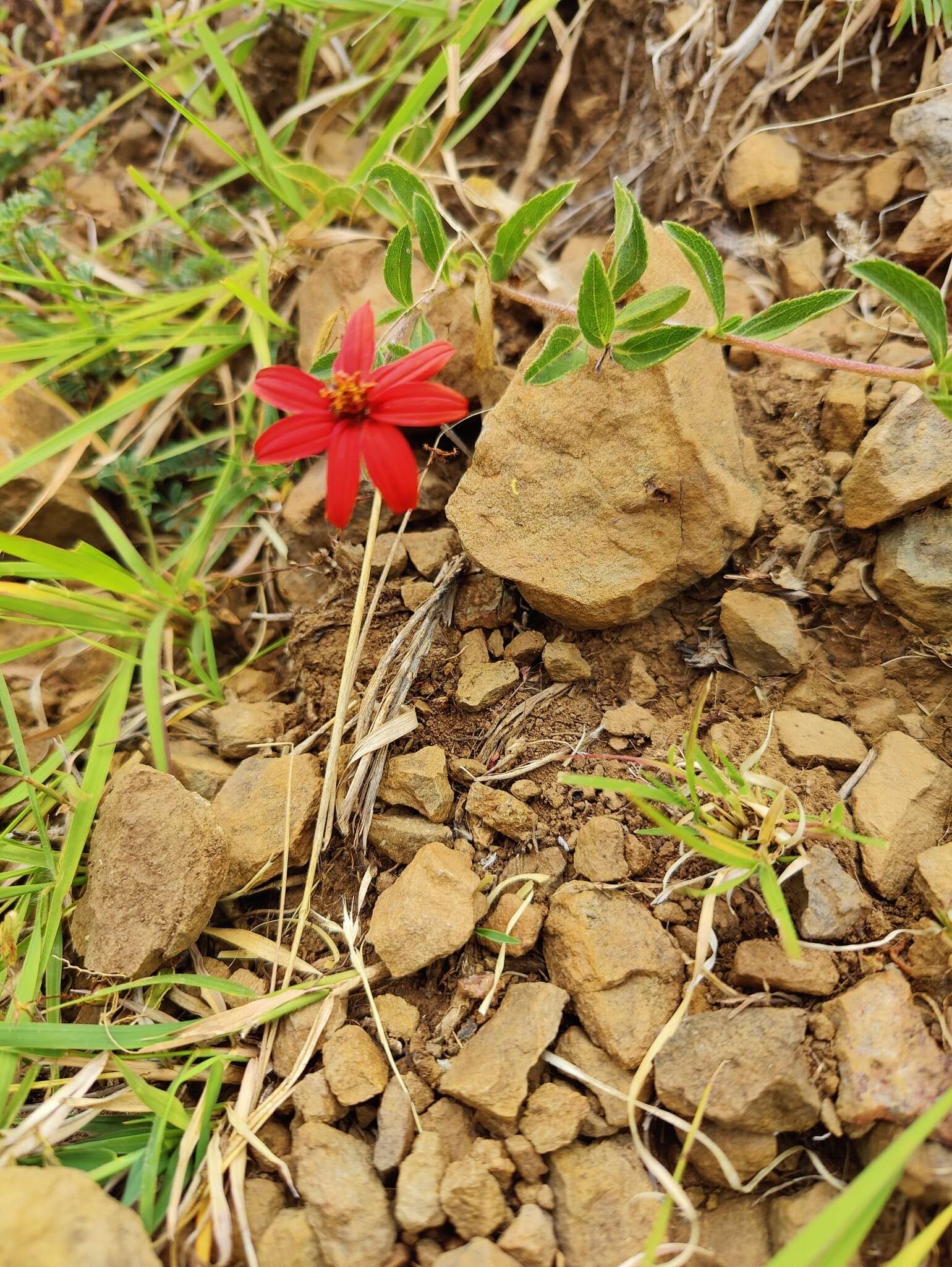 Plancia ëd Wedelia purpurea (Greenm.) B. L. Turner