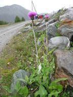 Слика од Cirsium helenioides (L.) Hill