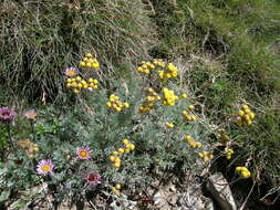 Image of Artemisia glacialis L.