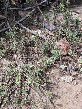 Image of beach knotweed