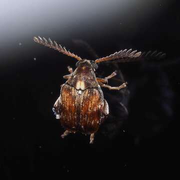 Image of Southern Cowpea Weevil