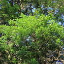 Image of Gleditsia amorphoides (Griseb.) Taub.