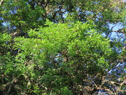 Image of Gleditsia amorphoides (Griseb.) Taub.