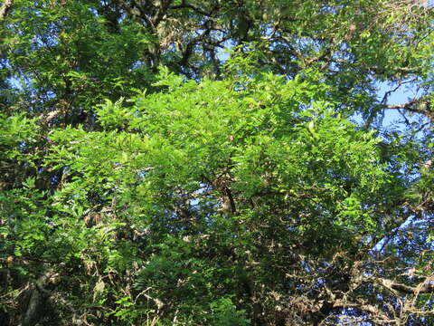 Imagem de Gleditsia amorphoides (Griseb.) Taub.