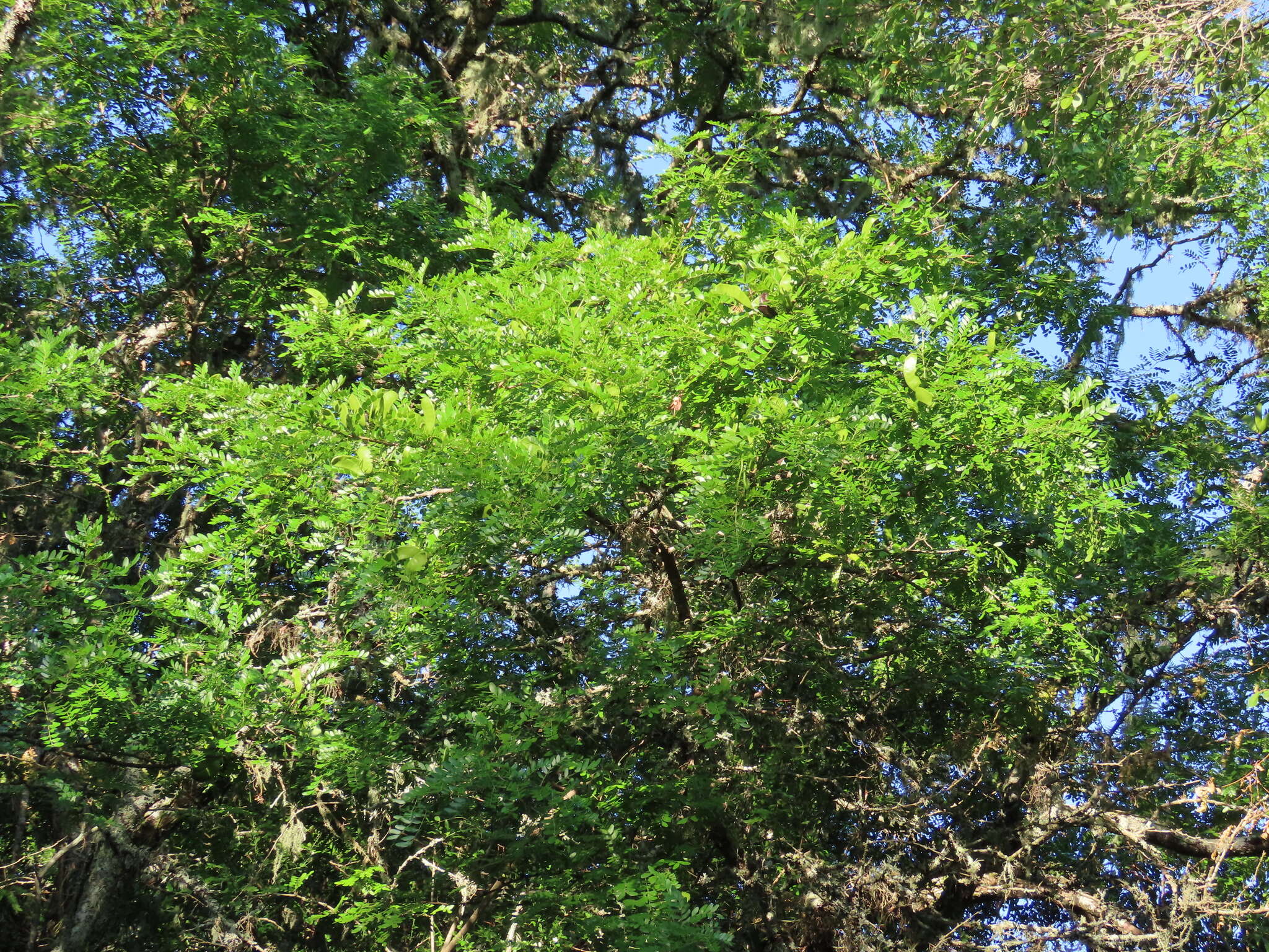 Image of Gleditsia amorphoides (Griseb.) Taub.