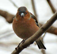 Image of Fringilla Linnaeus 1758