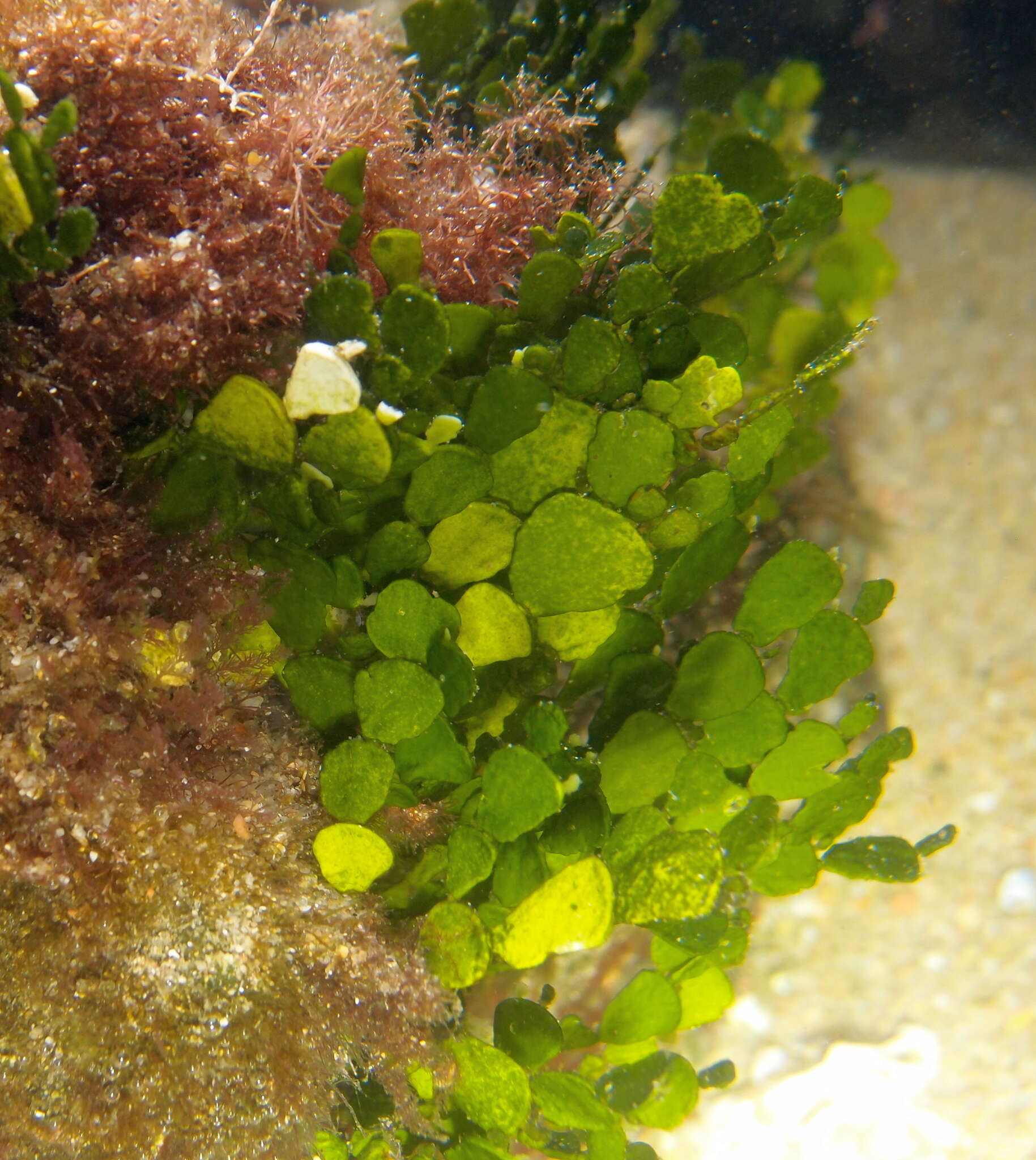 Image of Halimeda cuneata