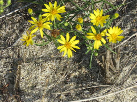 Image of sickleleaf silkgrass