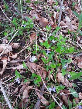 Image of alpine violet