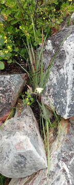 Image of Gladiolus floribundus Jacq.