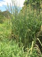 Image of Antelope Grass