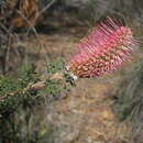 Image of Grevillea paradoxa F. Müll.