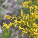 صورة Solidago odora subsp. odora