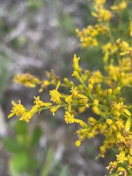 Sivun Solidago odora subsp. odora kuva