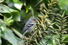 Image of Fringilla coelebs moreletti Pucheran 1859