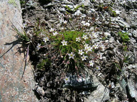 Image of stitchwort