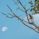 Image of Levant Sparrowhawk