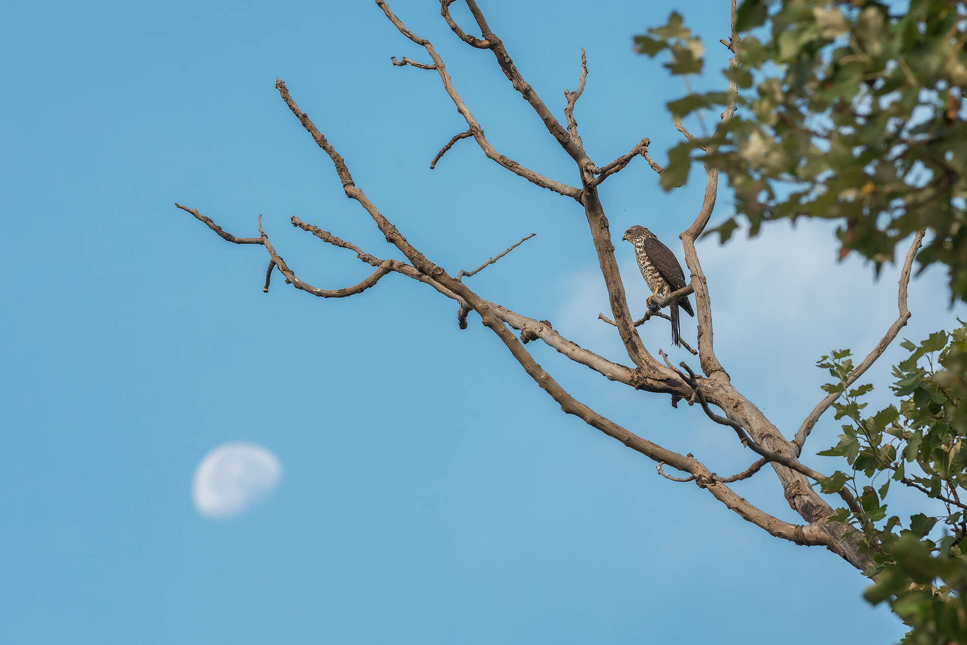 Image of Levant Sparrowhawk