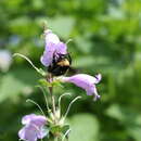 Image of Black and Gold Bumble bee