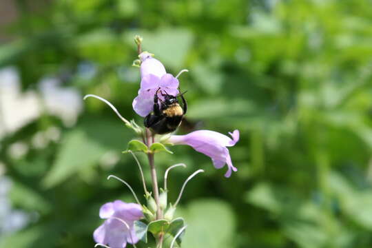 Image of Black and Gold Bumble bee