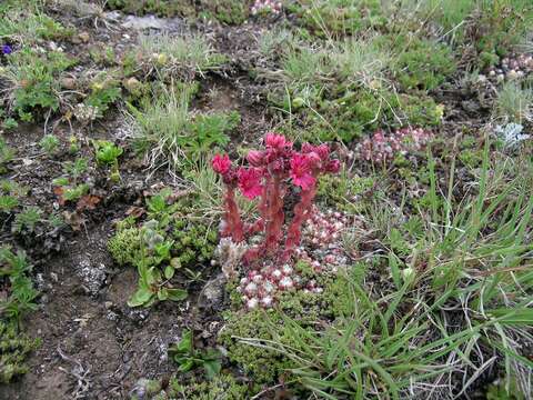 Image of Cobweb Houseleek