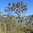 Imagem de Eucalyptus sieberi L. A. S. Johnson