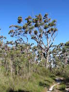 Imagem de Eucalyptus sieberi L. A. S. Johnson