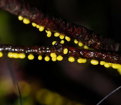 Image of Physarum luteolum