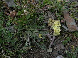 Слика од Oxytropis campestris (L.) DC.