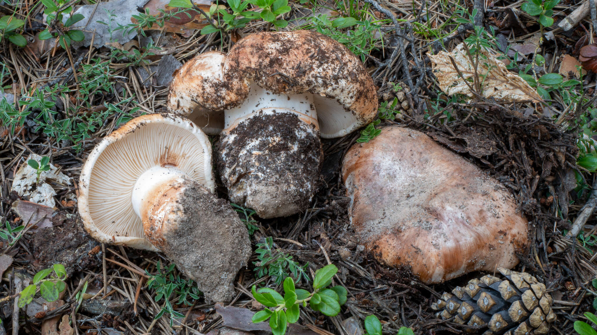 Image of Tricholoma colossus (Fr.) Quél. 1872