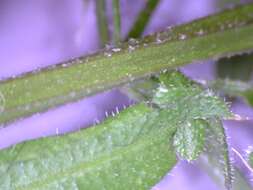 Image of Goosegrass