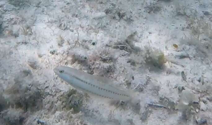 Image of Slippery Dick