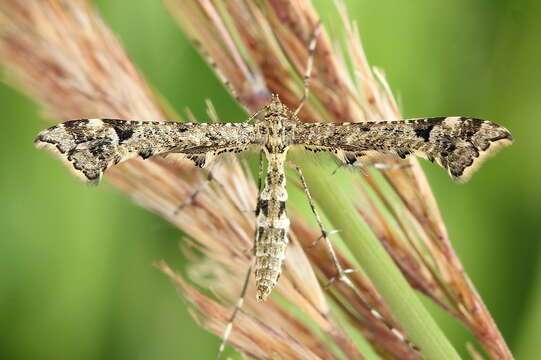 Image of brindled plume