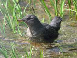 Image of American Dipper