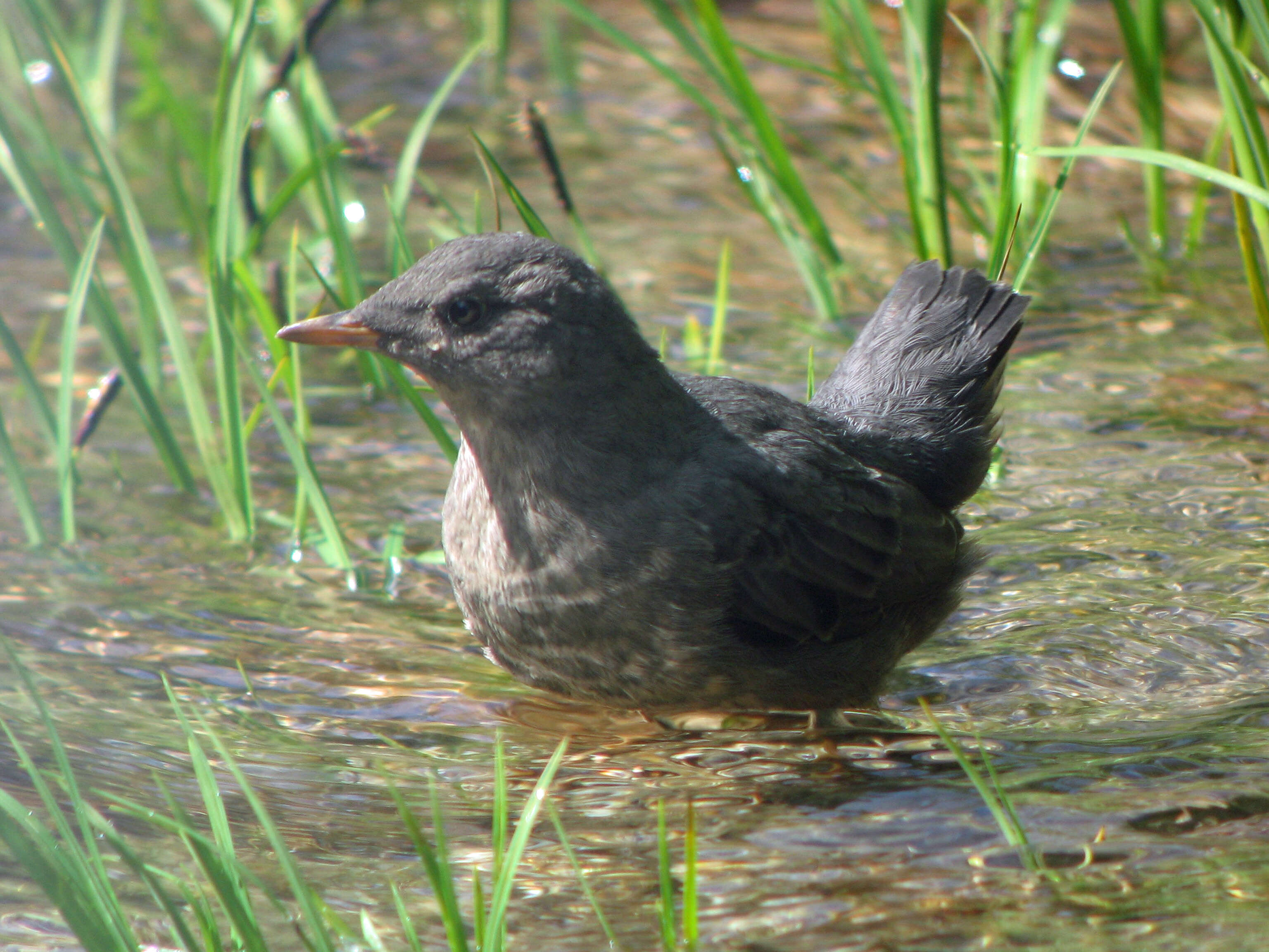 Image of American Dipper