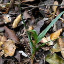 Слика од Pterostylis cardiostigma D. Cooper