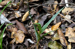 Image of Pterostylis cardiostigma D. Cooper