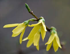 Image de Forsythia intermedia Zabel