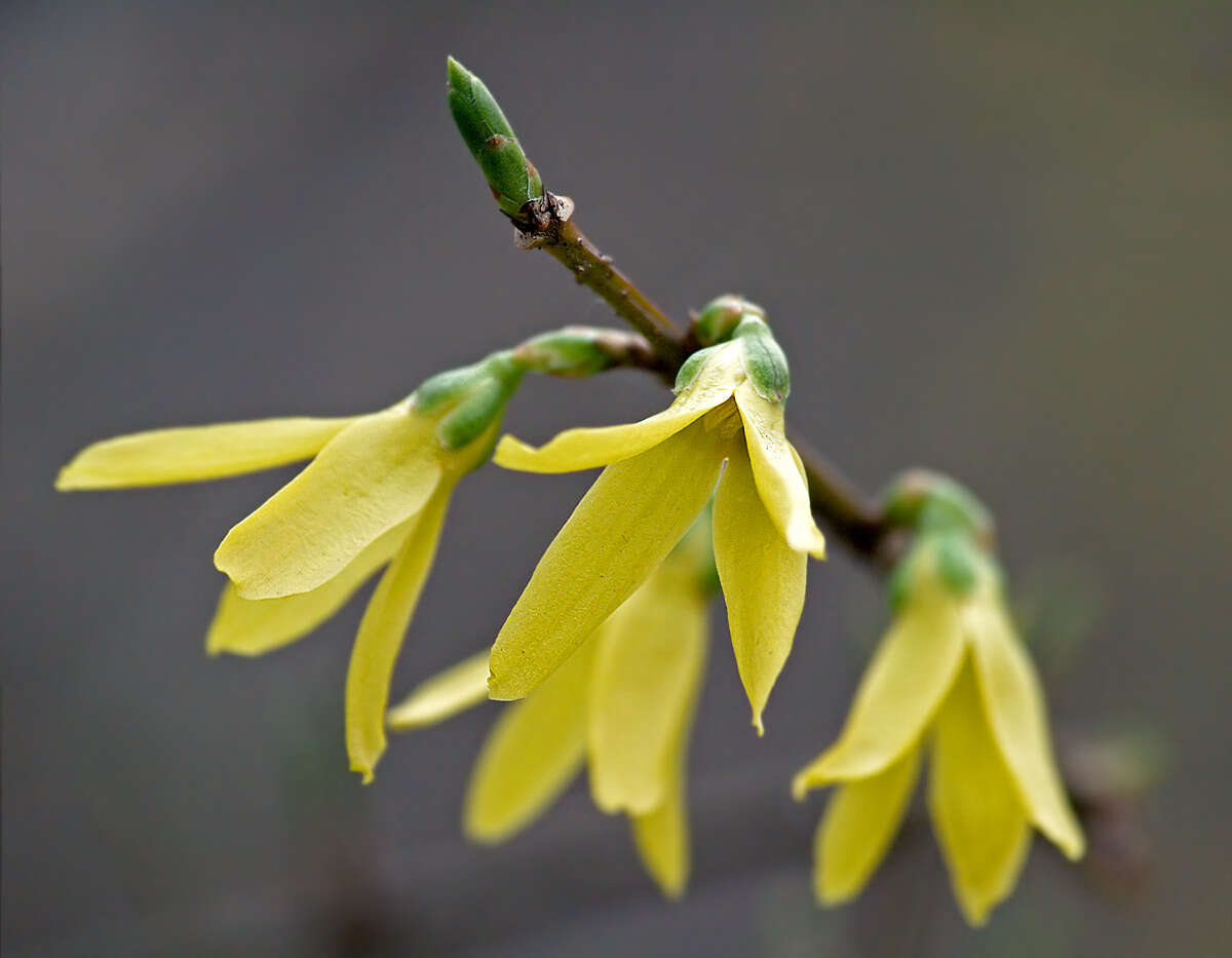 Image de Forsythia intermedia Zabel