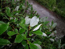Image of Salix glaucosericea B. Flod.