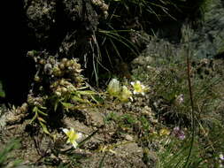 Imagem de Saxifraga aspera L.