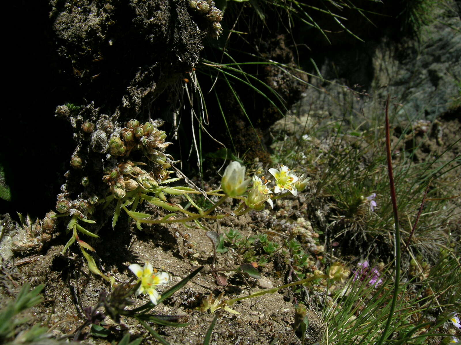 Imagem de Saxifraga aspera L.