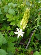 Imagem de Camassia leichtlinii subsp. leichtlinii