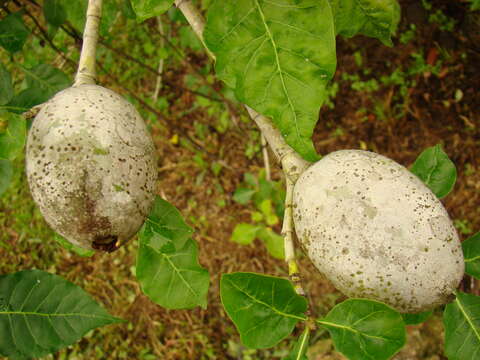 Image of Thunberg's gardenia