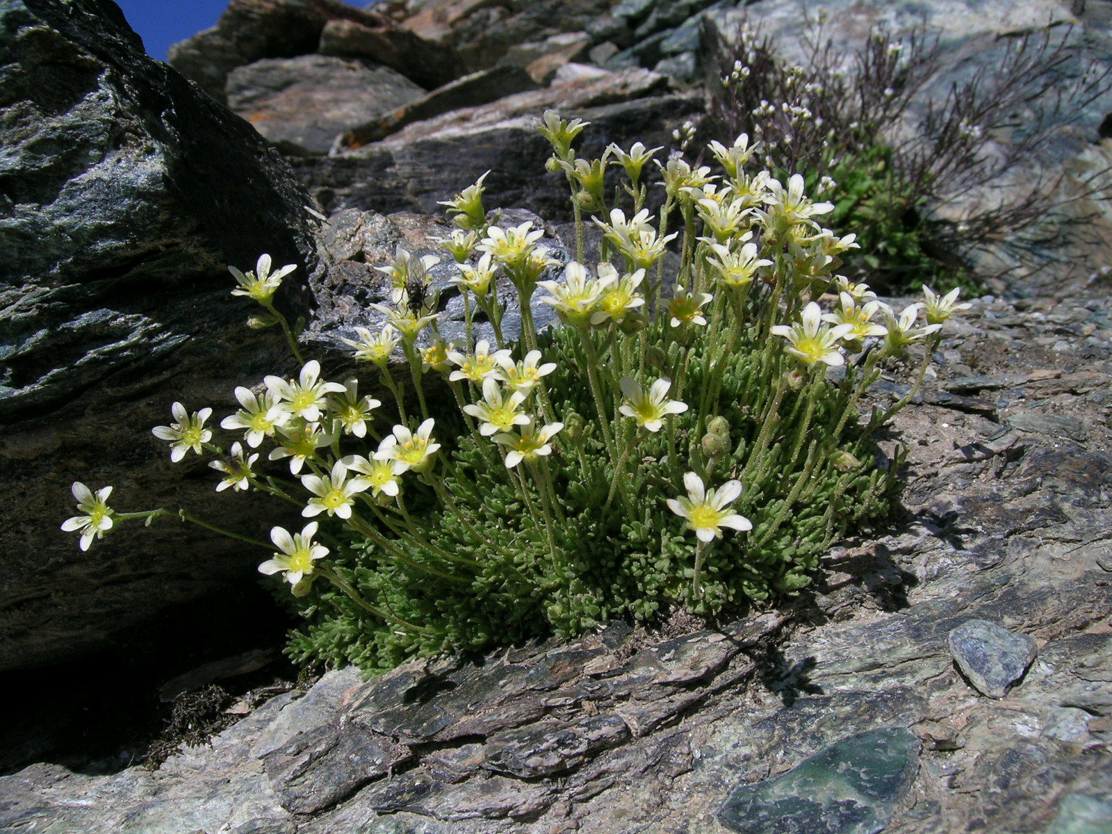 Saxifraga bryoides (rights holder: No machine-readable author provided. Thommybe assumed (based on copyright claims).)