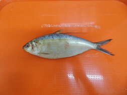 Image of Deep-bodied Pacific thread herring