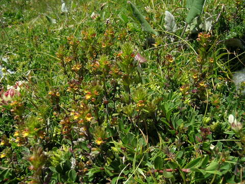 Image of Euphrasia minima Jacq. ex DC.