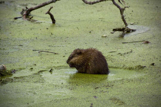 Image of muskrat