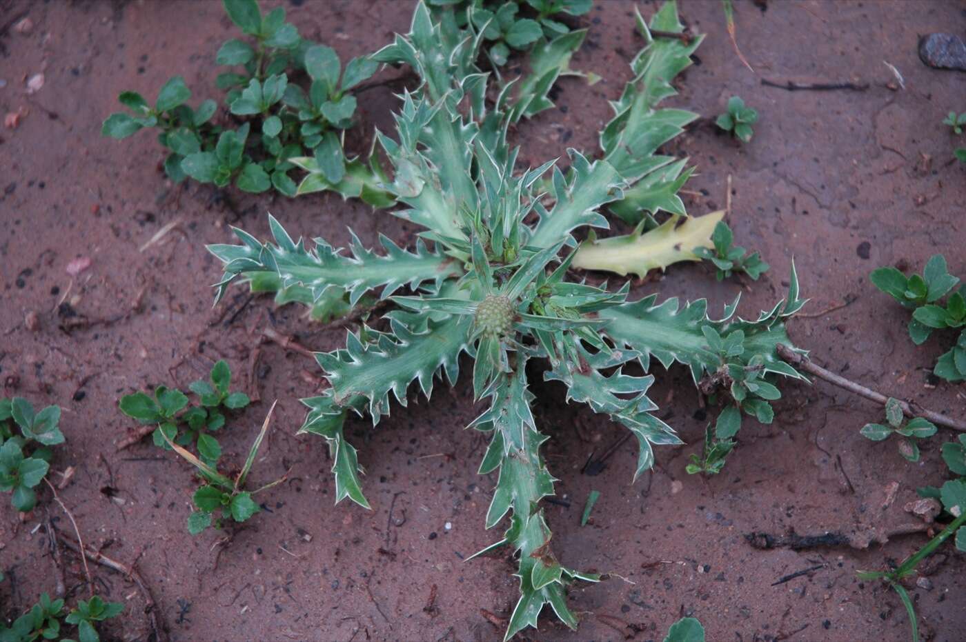 Eryngium foetidum L. resmi