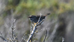 Image of Sericornis maculatus mellori Mathews 1912